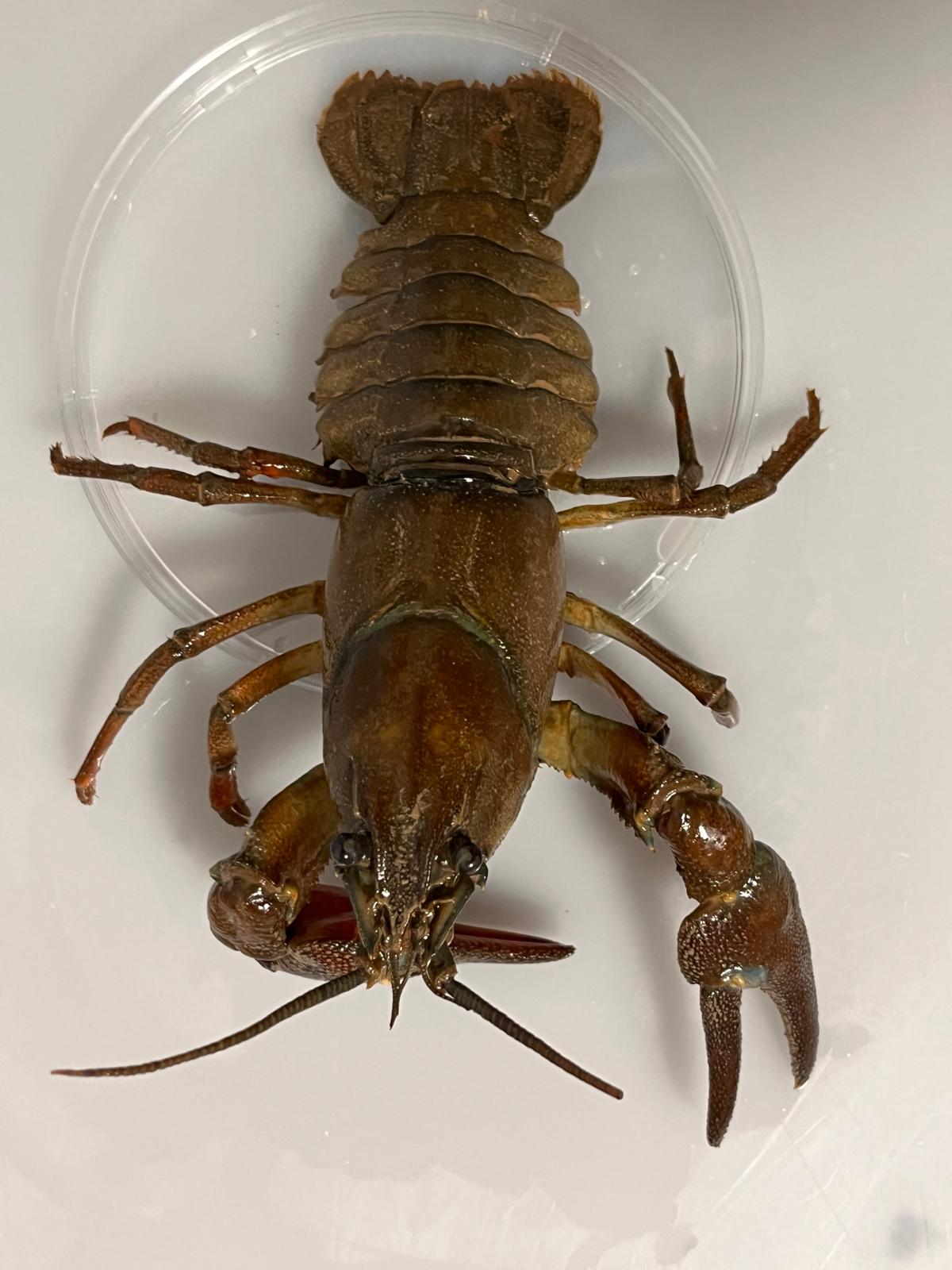 Petri dish with a big crayfish